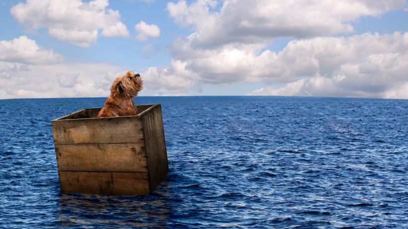 dog lost at sea in a wooden crate wondering why his website doesn't show up on google because he's not using keywords